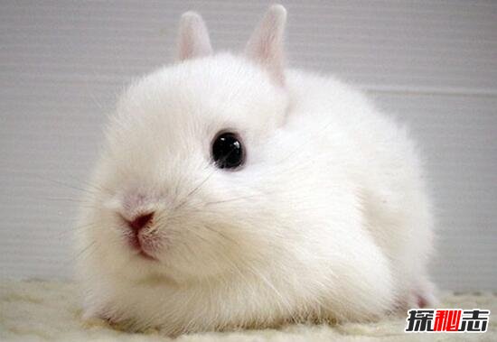 荷蘭侏儒兔