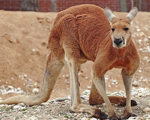 紅大袋鼠（Macropus rufus