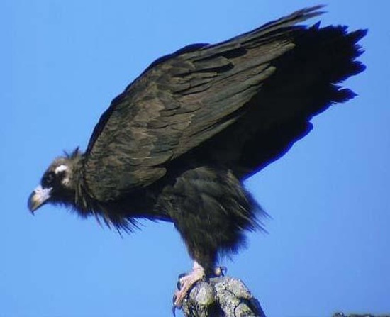 禿鷲英文名叫Cinereous Vulture，又名禿鷹 狗頭雕 狗頭鷲 座山雕